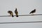 Group of Asian Pied Starlings or Pied Myna standing on the electric wire