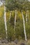Group of aspens with white bark
