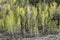 Group of aspens with yellow leaves