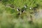 Group of Atlantic puffin in natural habitat in Vestmannaeyjar island Iceland