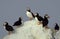 Group of Atlantic Puffins Perched on a Rock