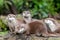 Group of attentive Oriental small-clawed otters