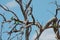 A group of Australian Budgerigar Birds perching on a dead tree trunk