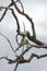 A group of Australian Budgerigar Birds perching on a dead tree trunk