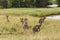 Group of Australian kangaroos in grass field next to lake
