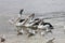 A group of Australian Pelican, Australia