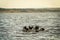 Group of Australian Pelican Pelecanus conspicillatus diving for food on Lake Colac