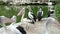 a group of Australian pelicans