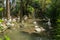 Group of Australian pelicans, Pelecanus conspicillatus, swims in the water. It is a large waterbird in the Pelecanidae family,