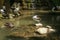 Group of Australian pelicans, Pelecanus conspicillatus, swims in the water. It is a large waterbird in the Pelecanidae family,