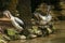 Group of Australian pelicans, Pelecanus conspicillatus, swims in the water. It is a large waterbird in the Pelecanidae family,