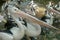 Group of Australian pelicans, Pelecanus conspicillatus, swims in the water. It is a large waterbird in the Pelecanidae family,