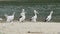 Group of Australian pelicans and seagulls on the beach by the water in Australia