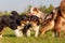 Group of Australian Shepherd dogs playing outdoors