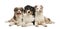 Group of Australian Shepherd lying and looking