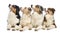 Group of Australian Shepherd lying and looking up