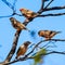Group of Australian zebra finches perched on a tree