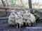 Group of authentic hungarian sheep breed name is racka