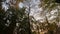 Group of autumn forest trees tilt up shot nature background