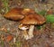 A group of Autumn Fungi