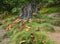 A group of Autumn Fungi