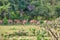 A group of axis deer are standing on a glade in the Yala Nationalpark