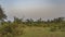 A group of axis spotted deer graze on a green meadow in the jungle.