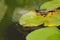 Group of azure damselflies mating