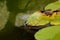 Group of azure damselflies mating