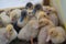 Group of babies ducks locked in the pound in Ukraine