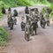 Group of Baboon monkeys in African bush. Lake Manyara National P