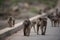 Group of baboon monkeys walking on the road with a blurred background
