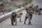 Group of baboon monkeys walking on the road with a blurred background