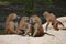 Group of baboons