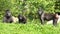 Group of baboons in the field