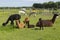 Group of baby and adult alpacas and one large llama resting or grazing in their enclosure