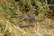 Group of Baby Alligators Along a Wetland Shore