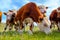 Group of baby calves grazing on meadow