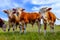 Group of baby calves grazing on meadow