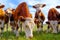 A group of baby calves grazing on the meadow