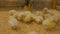 Group of baby chicken on farm