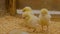 Group of baby chicken on farm