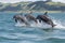 group of baby dolphins leaping and playing together in the ocean