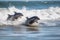 group of baby dolphins playing and jumping in the waves