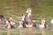 A group of baby duck playing on water