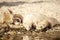 Group of baby ferrets on stone beach near water