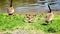 A group of baby geese with parents