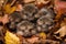 group of baby hedgehogs, uncurling in a pile of autumn leaves