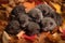 group of baby hedgehogs, uncurling in a pile of autumn leaves