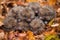 group of baby hedgehogs, uncurling in a pile of autumn leaves